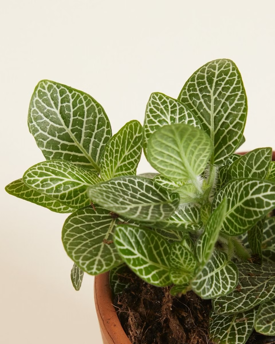 Baby Fittonia Verschaffeltii (Nerve plant)