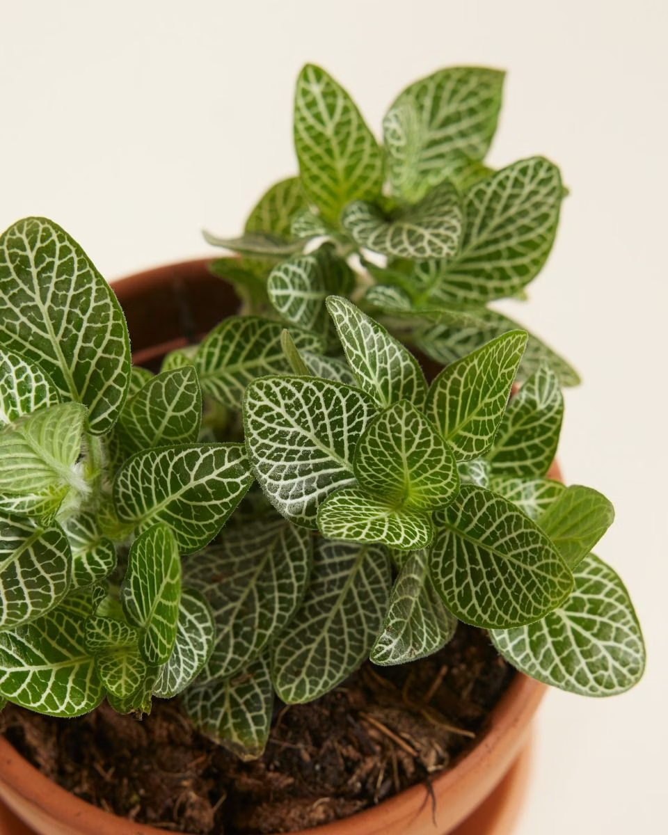Fittonia Verschaffeltii (Nerve plant)