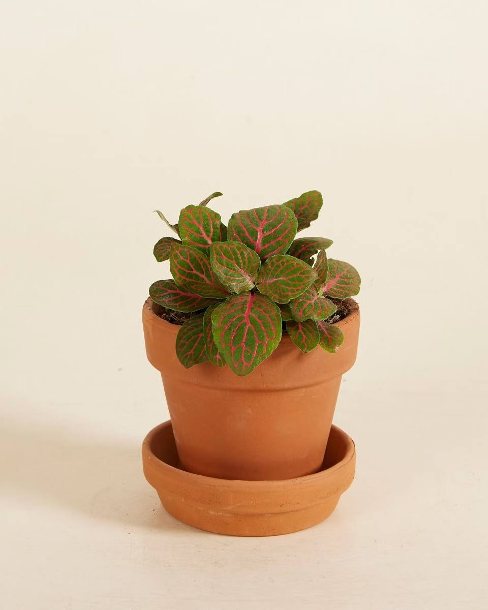 Baby Fittonia Verschaffeltii Forest Flame (Nerve plant)