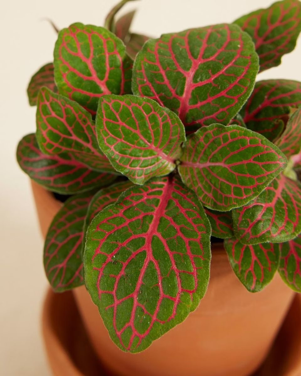 Baby Fittonia Verschaffeltii Forest Flame (Nerve plant)
