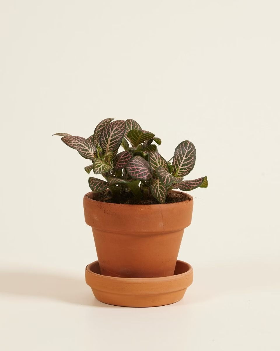 Baby Fittonia Verschaffeltii Pink Forest Flame (Nerve plant)