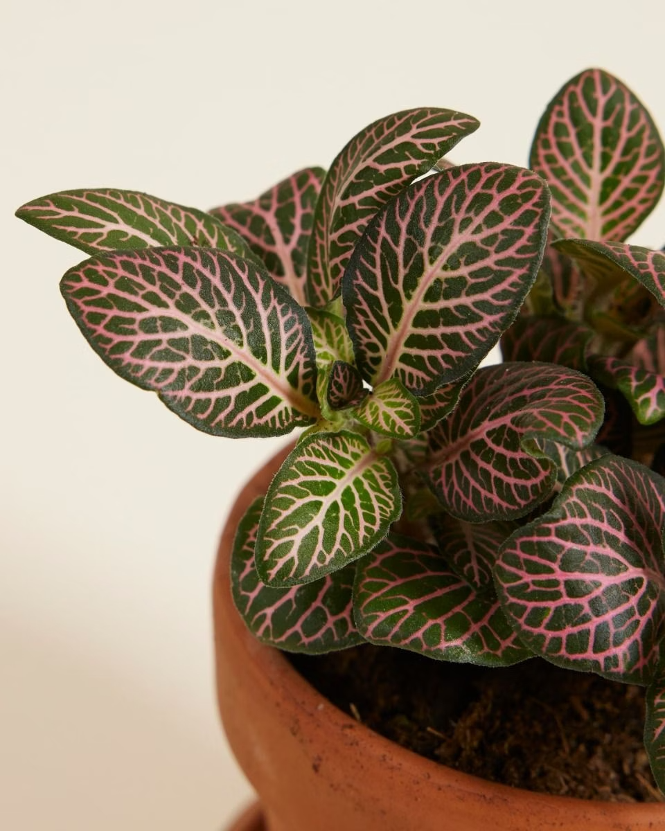 Baby Fittonia Verschaffeltii Pink Forest Flame (Nerve plant)
