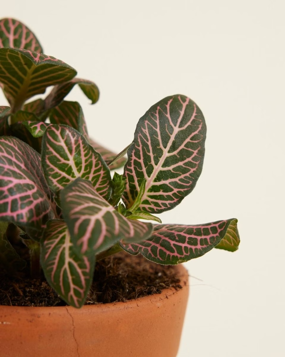 Baby Fittonia Verschaffeltii Pink Forest Flame (Nerve plant)