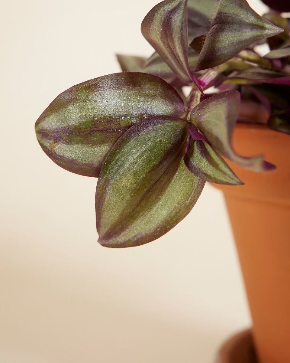 Tradescantia Violet Hill (Fantasy Venice)