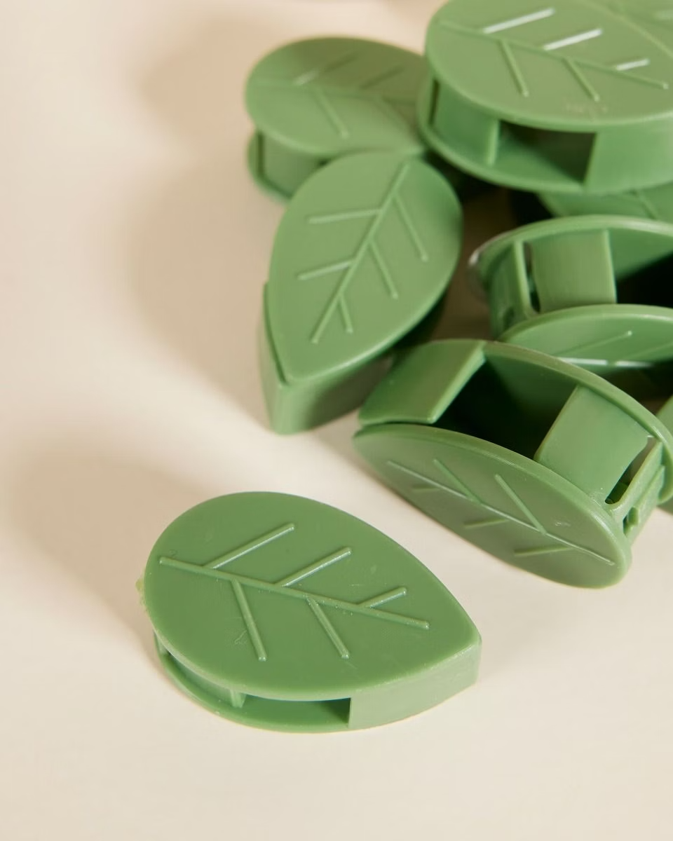 مشابك الجدار (أوراق للنباتات)