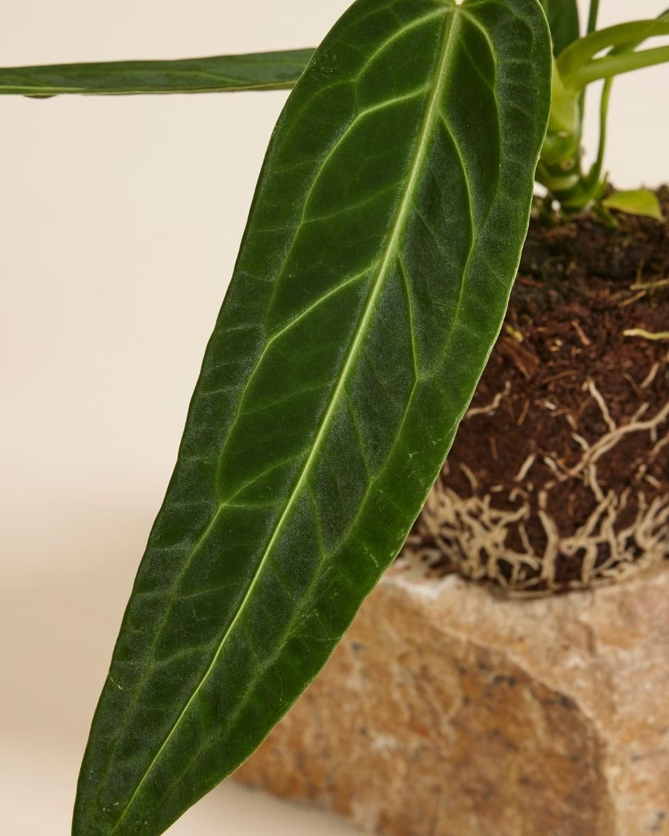 Queen Anthurium (Warocqueanum) أنثوريوم كوين الملكة