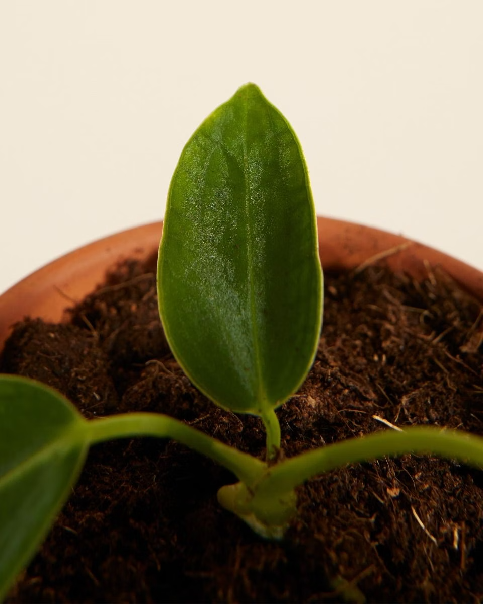 Baby Queen Anthurium Warocqueanum