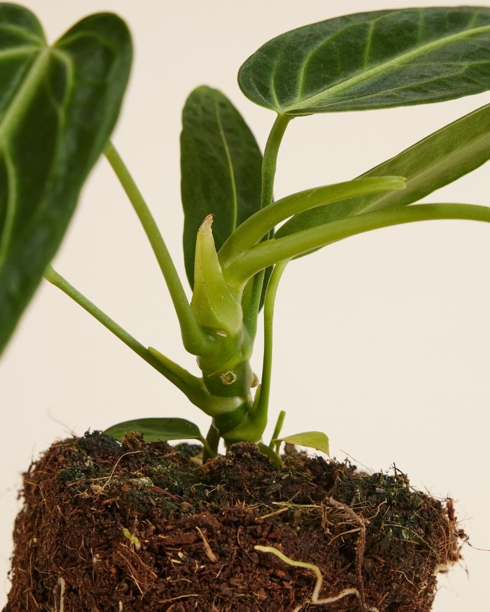 Queen Anthurium (Warocqueanum) أنثوريوم كوين الملكة