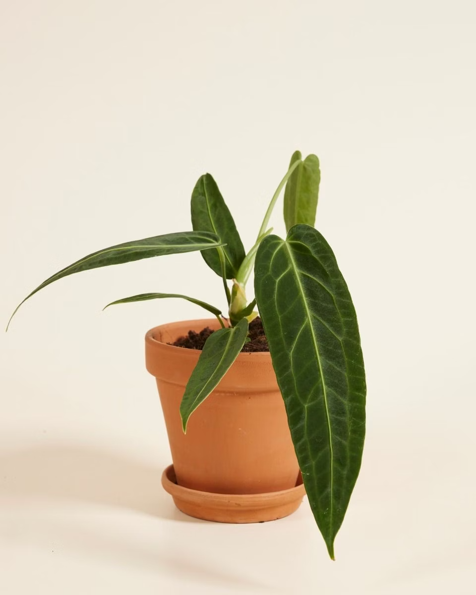 Queen Anthurium (Warocqueanum) أنثوريوم كوين الملكة