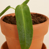 Baby Queen Anthurium (Warocqueanum)