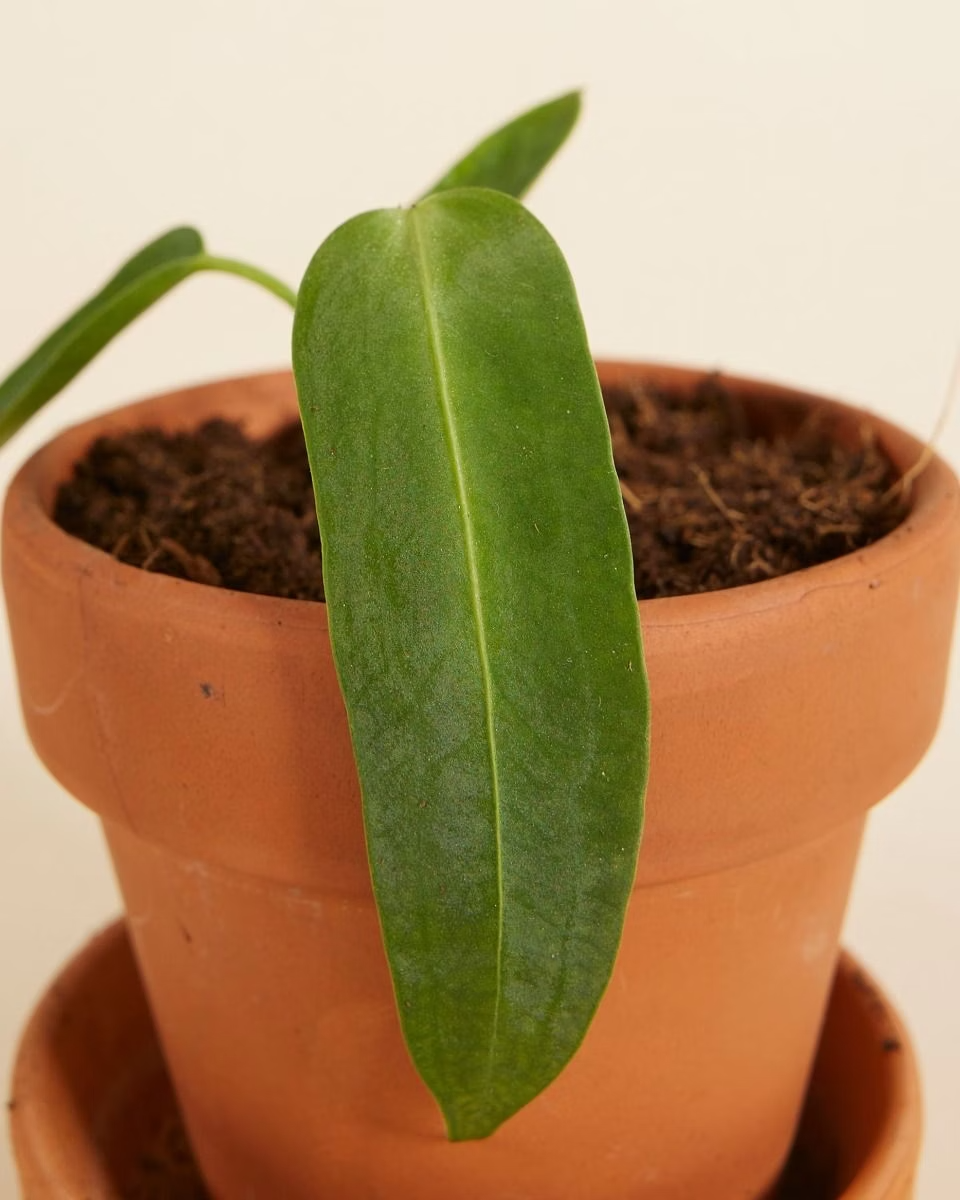 Baby Queen Anthurium Warocqueanum