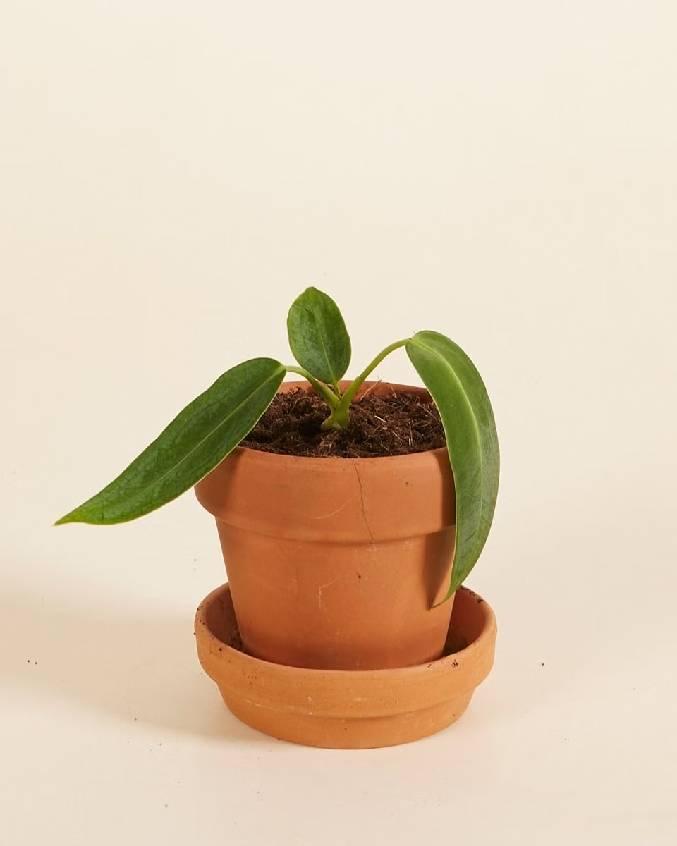 Baby Queen Anthurium Warocqueanum