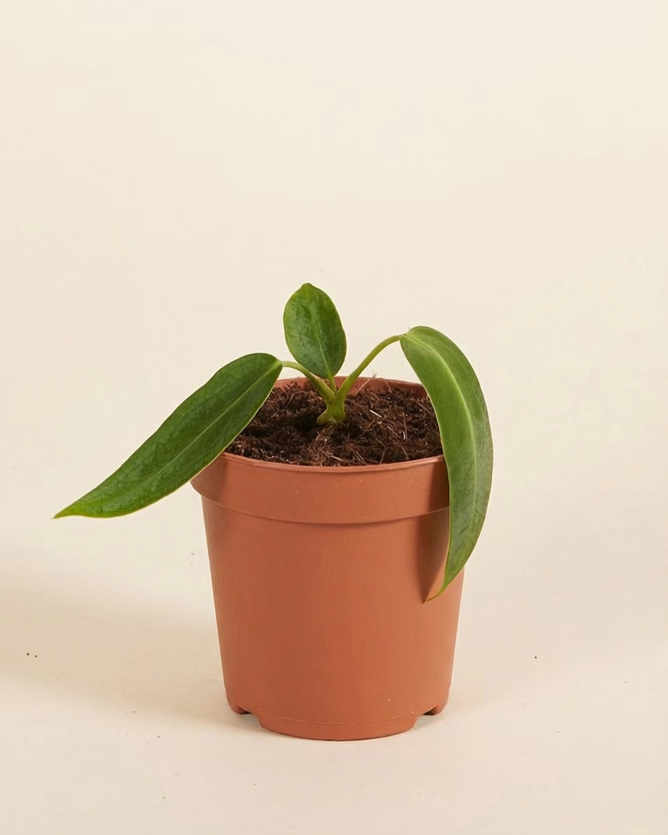 Baby Queen Anthurium (Warocqueanum)