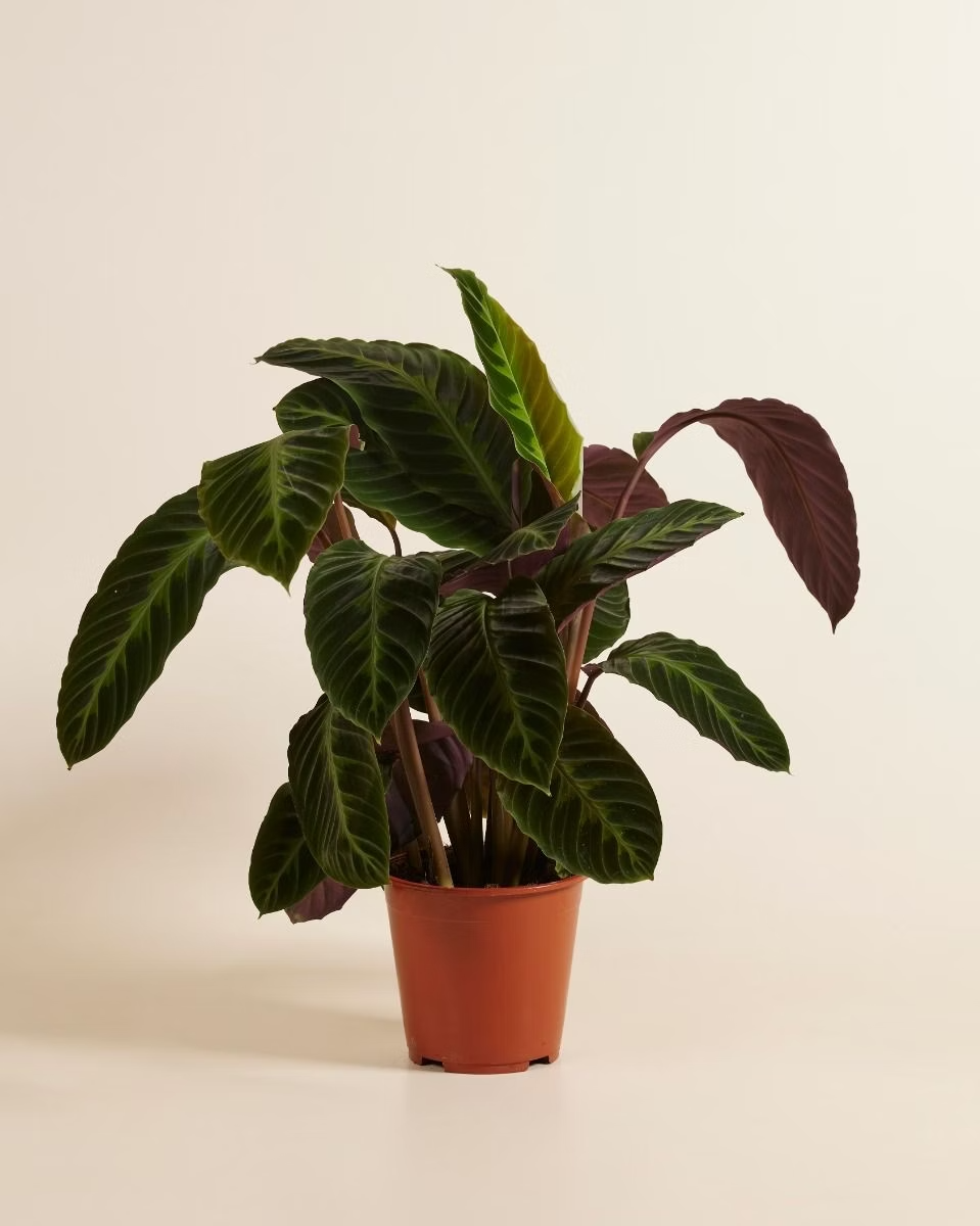 Calathea Warscewiczii (Prayer plant)