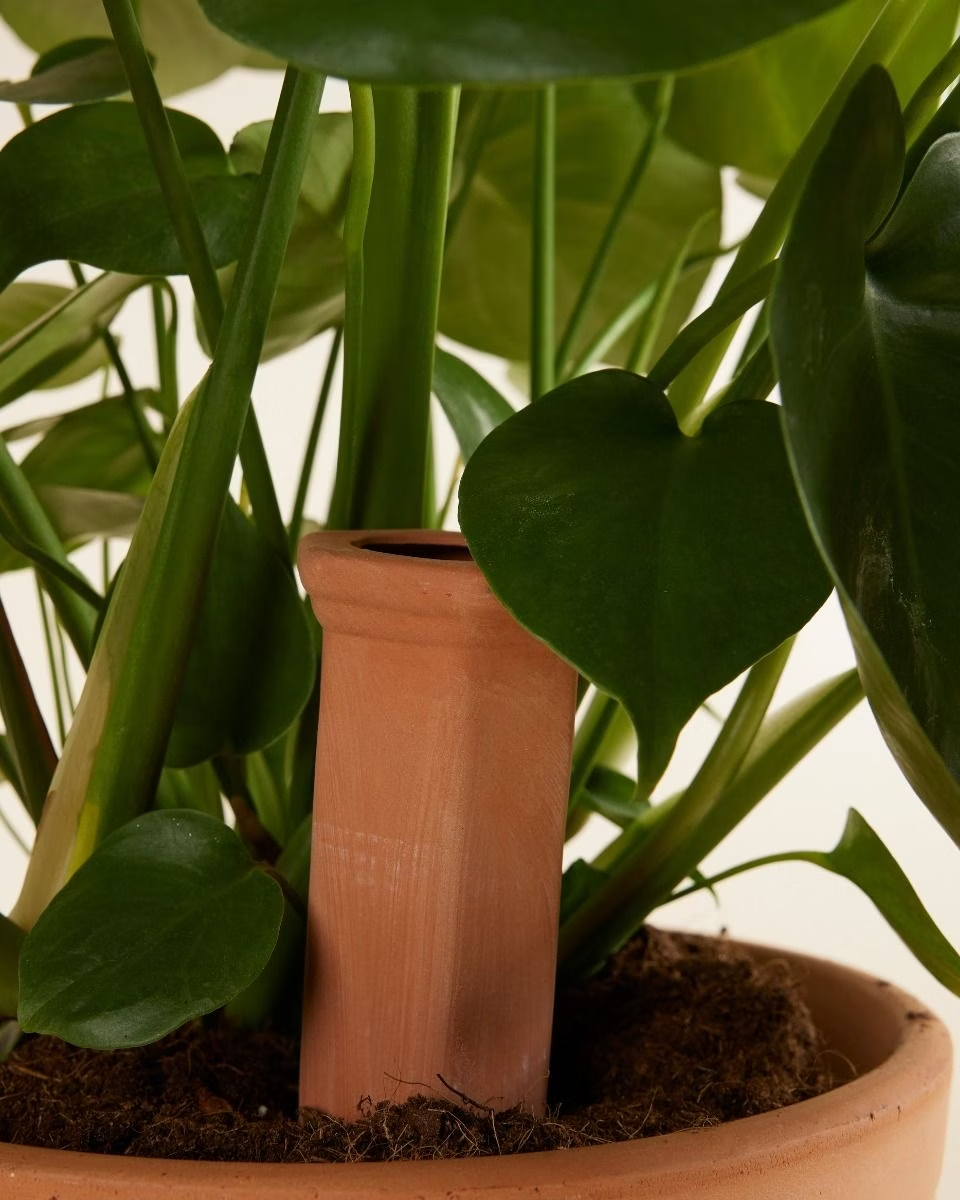 Watering Spike Terracotta