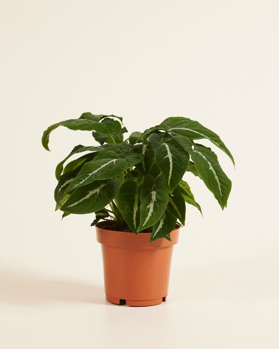 Syngonium  Wendlandii