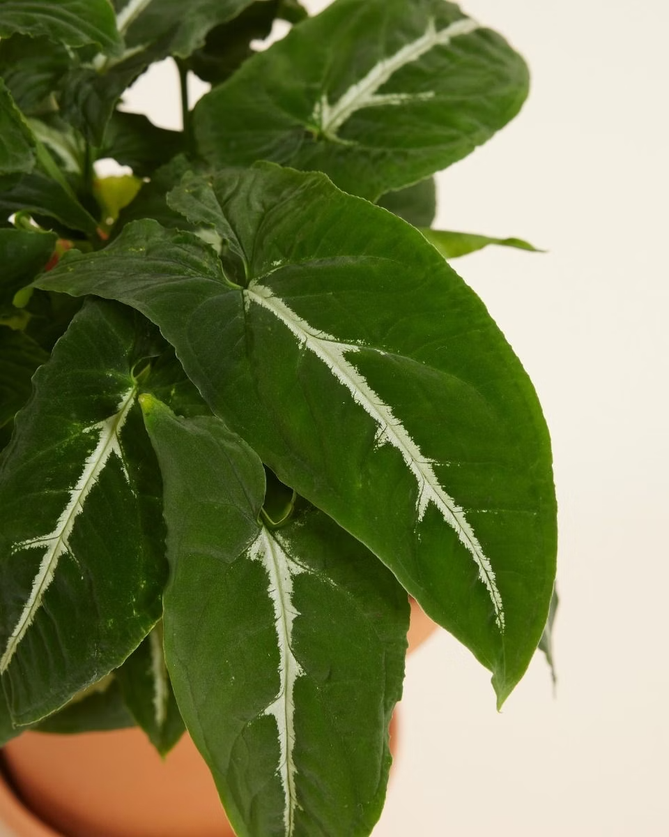 Syngonium  Wendlandii