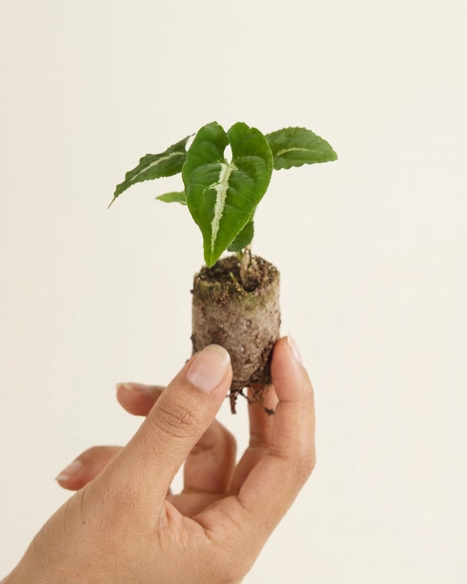 Baby Syngonium Wendlandii