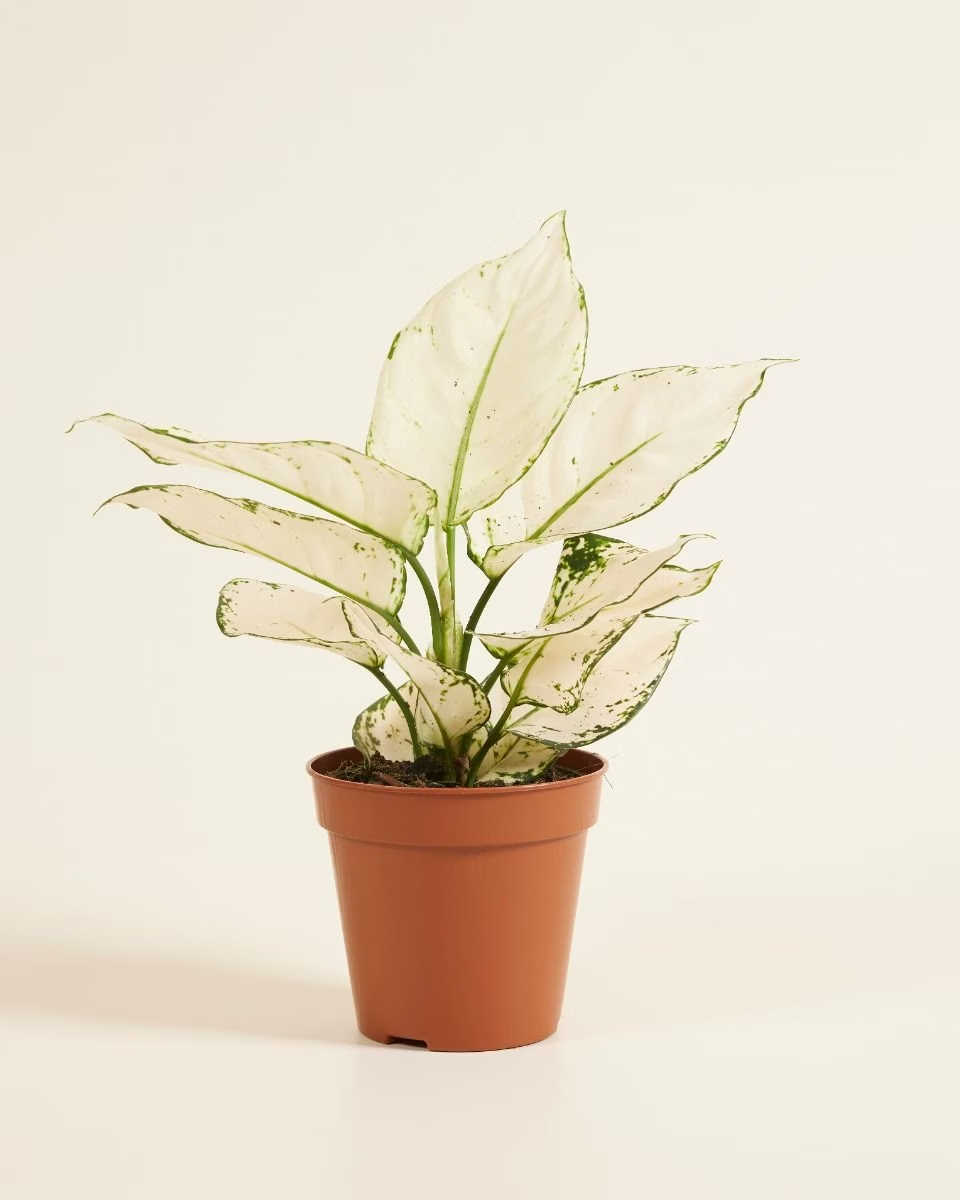 Aglaonema White Joy (Chinese Evergreen) أجلونيما