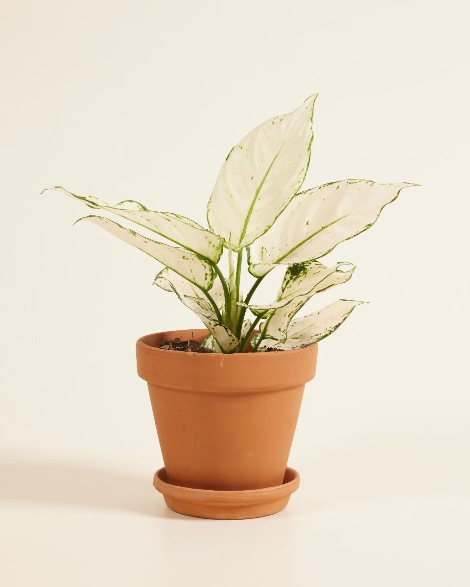 Aglaonema White Joy (Chinese Evergreen) أجلونيما