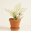 Aglaonema White Joy (Chinese Evergreen)