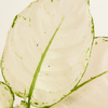Aglaonema White Joy (Chinese Evergreen) أجلونيما