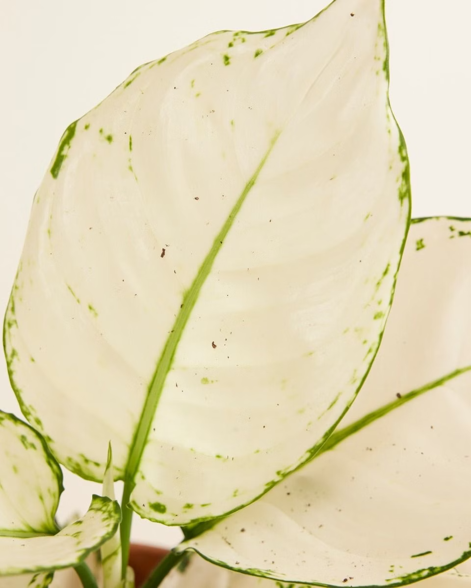 Aglaonema White Joy (Chinese Evergreen) أجلونيما