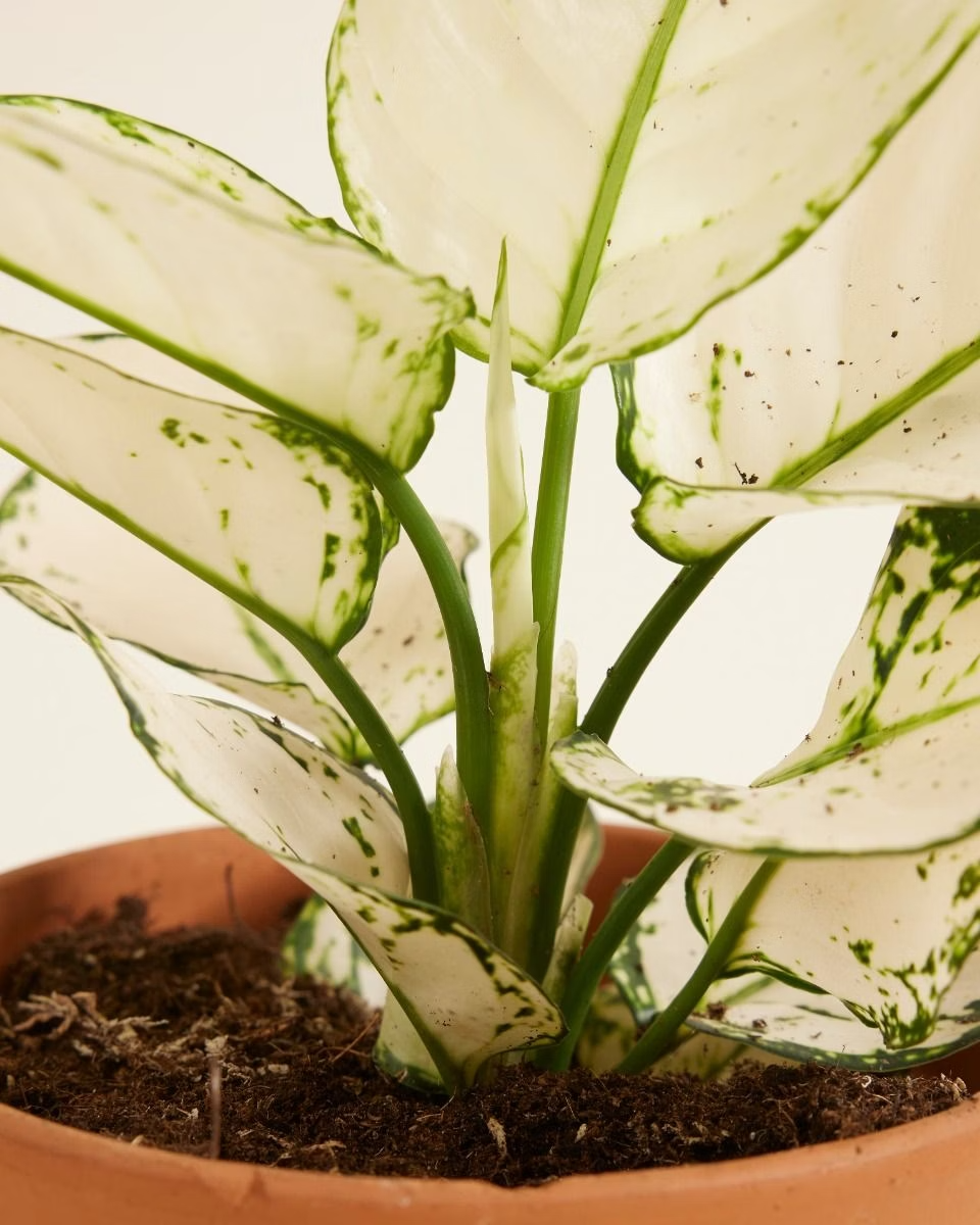 Aglaonema White Joy (Chinese Evergreen) أجلونيما