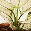 Aglaonema White Joy (Chinese Evergreen)
