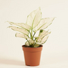 Aglaonema White Joy (Chinese Evergreen)