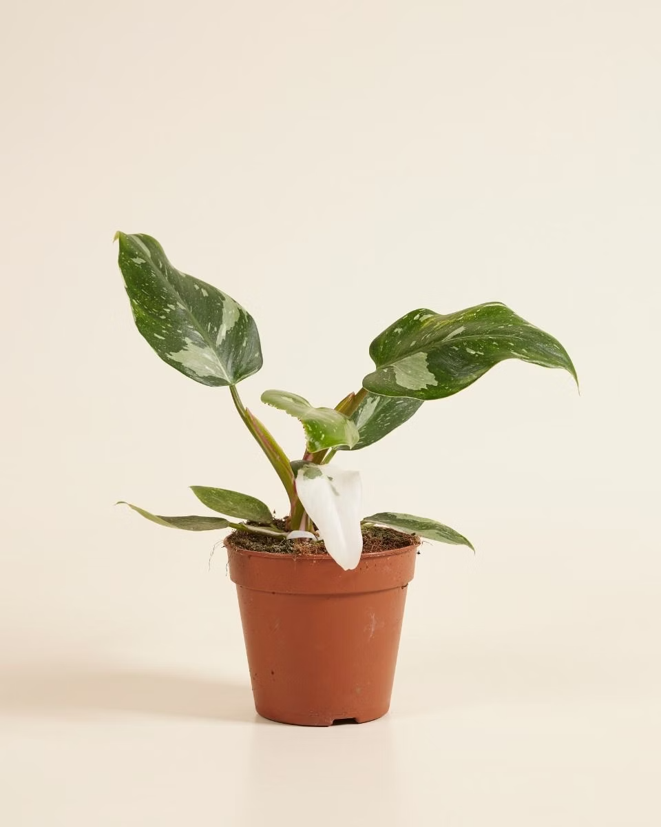 Philodendron White Princess الأميرة البيضاء