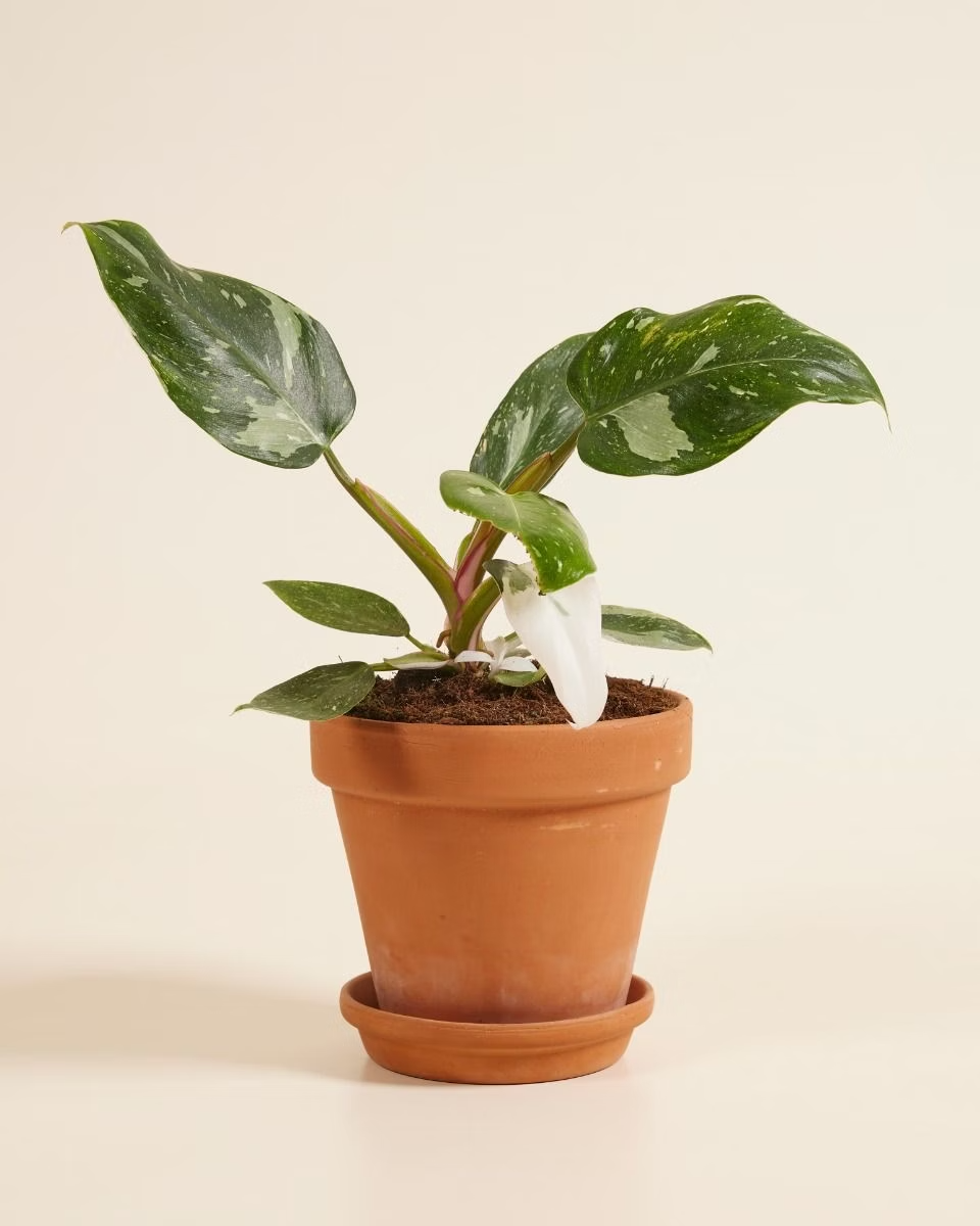 Philodendron White Princess الأميرة البيضاء