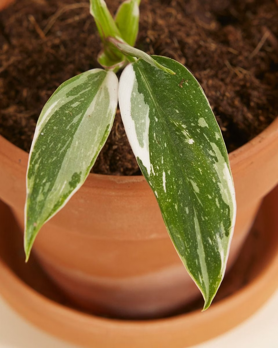 Baby Philodendron White Princess  وايت برنسس