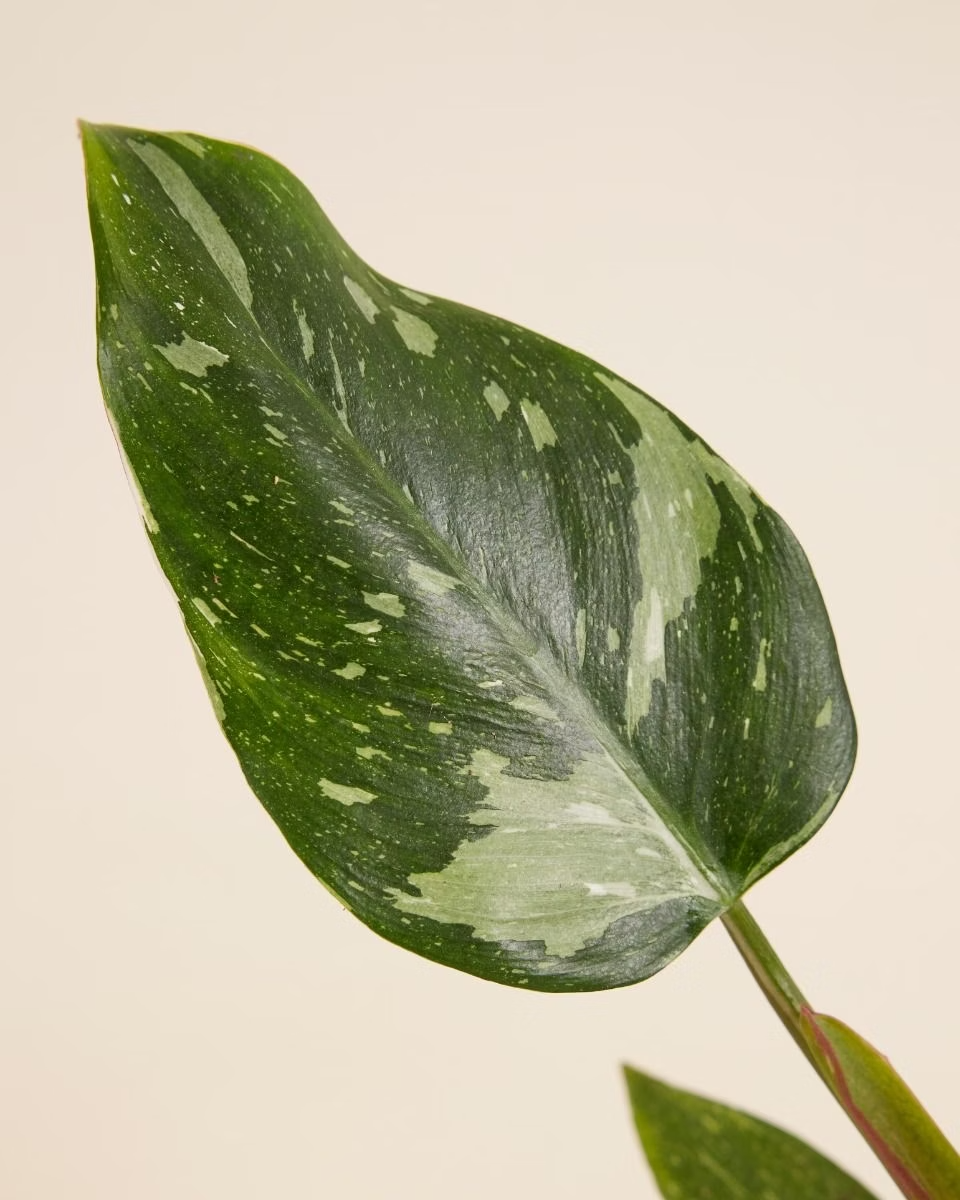 Philodendron White Princess الأميرة البيضاء