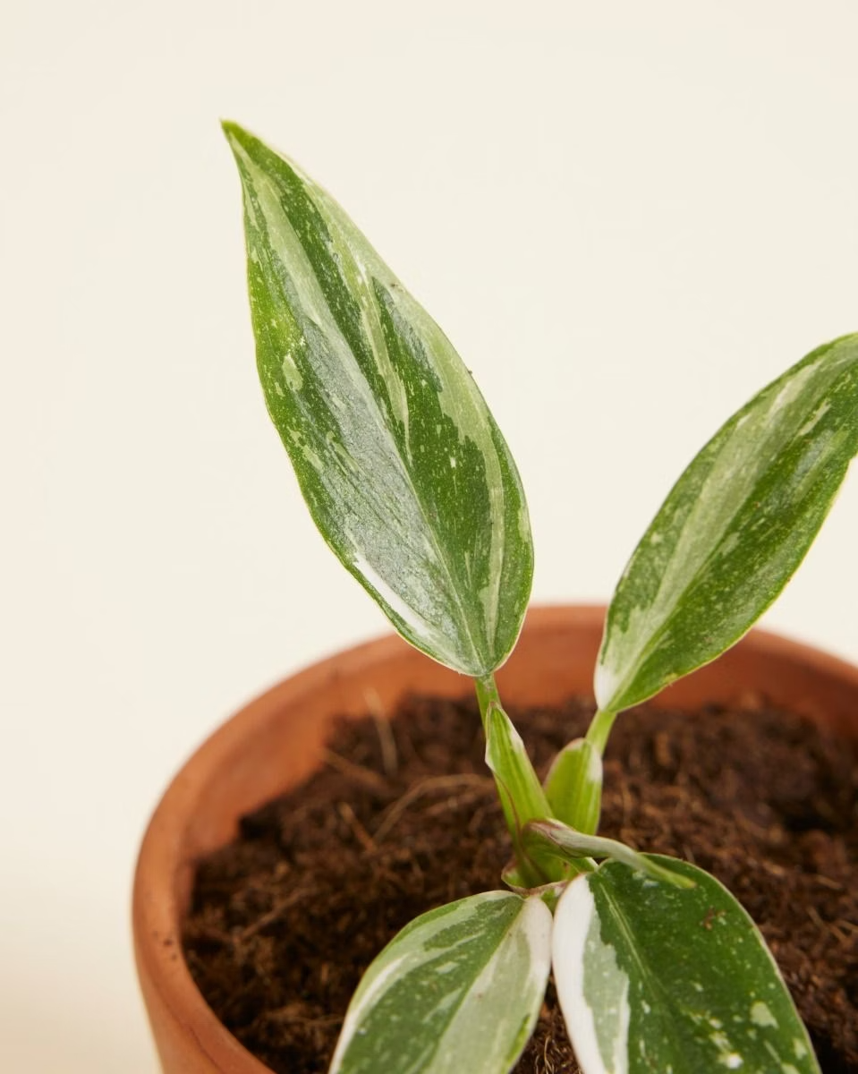 Baby Philodendron White Princess  وايت برنسس