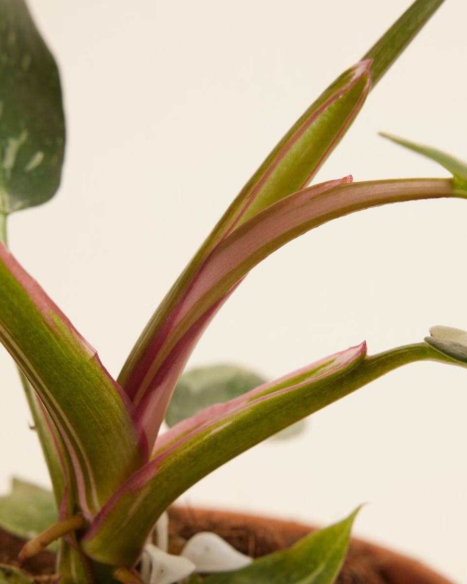 Philodendron White Princess الأميرة البيضاء