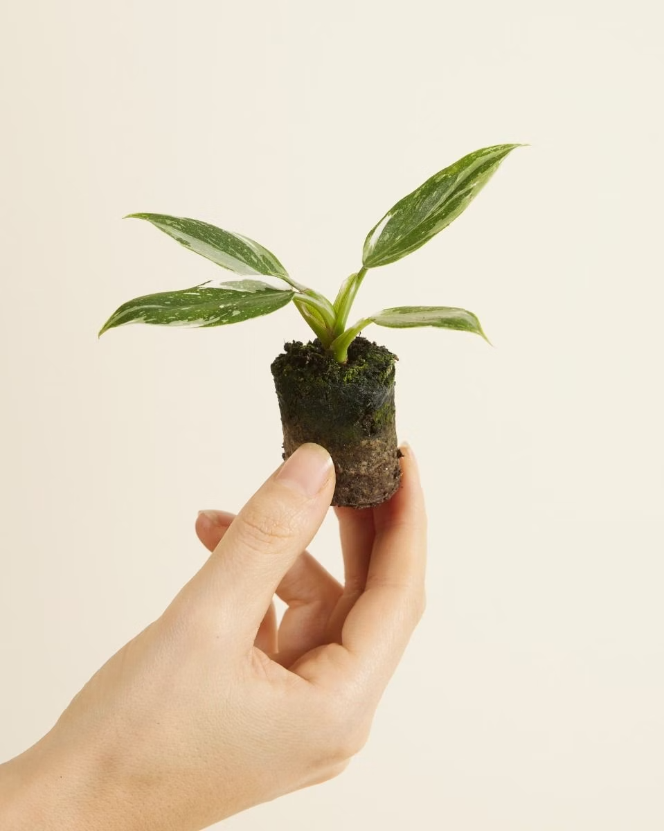 Baby Philodendron White Princess  وايت برنسس