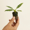 Hand holding a small potted plant against a plain background, philodendron White Princess