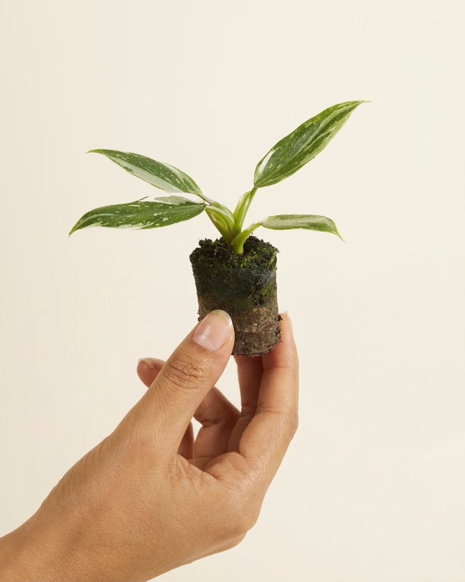 Hand holding a small potted plant against a plain background, philodendron White Princess