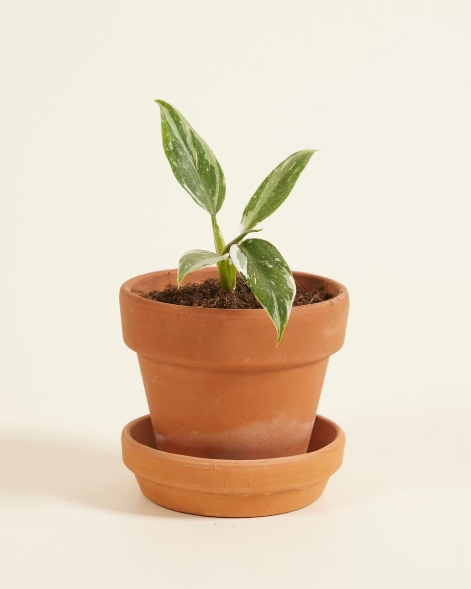 Baby Philodendron White Princess  وايت برنسس