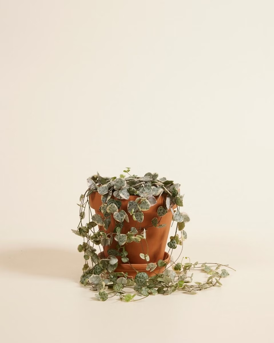 وودي فاريغاتا 