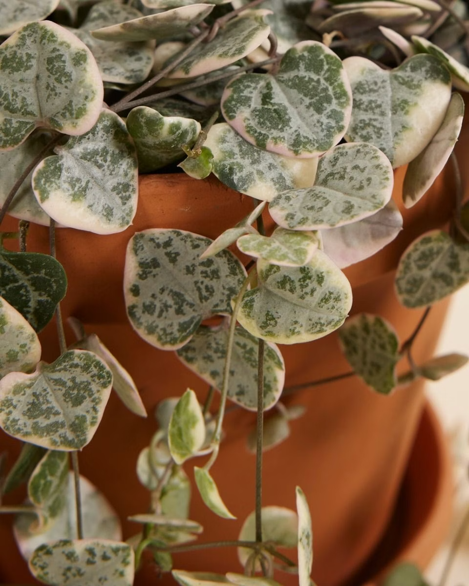 String of Hearts Variegated سلسلة القلوب