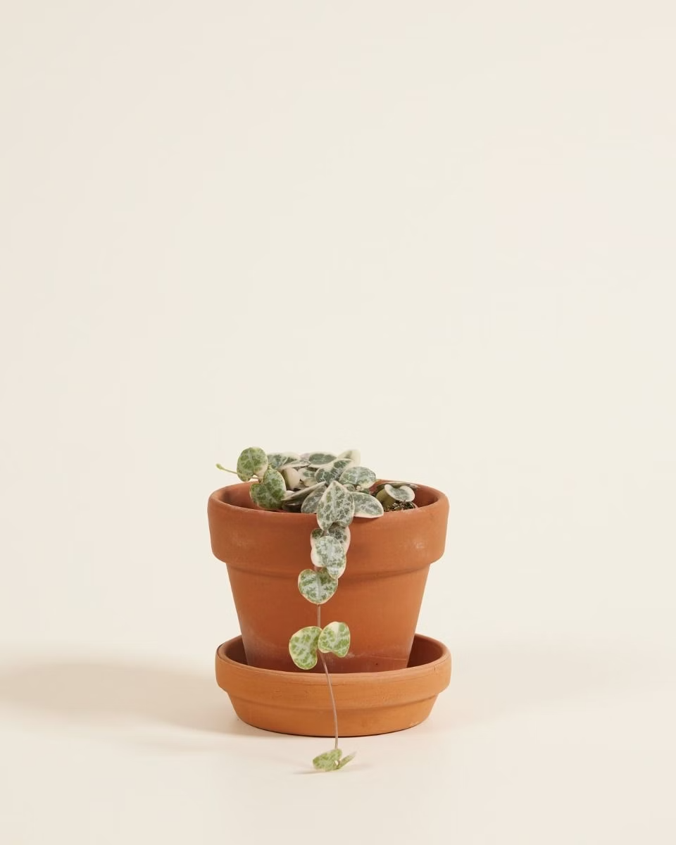 Baby String of Hearts Variegated (Rosary Vine) سلسلة القلوب