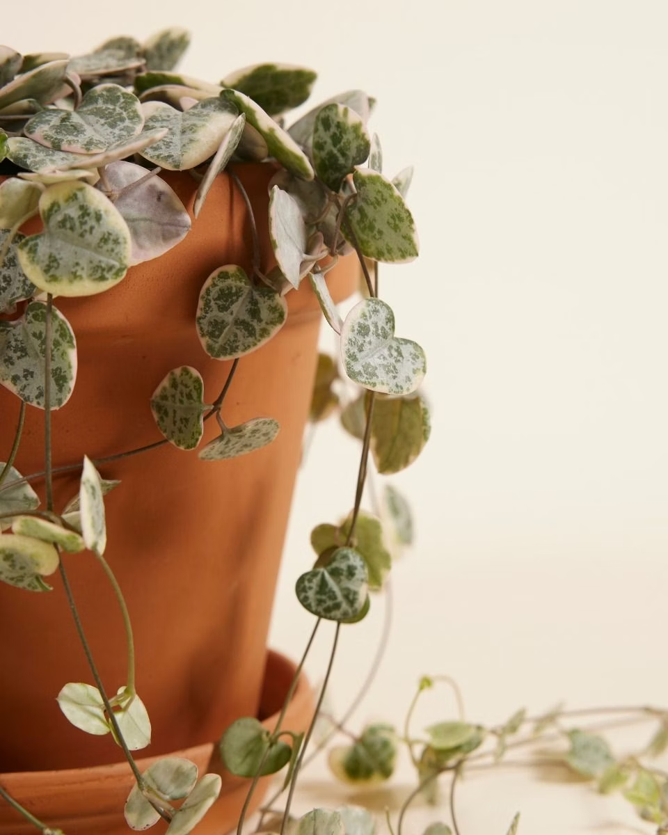 String of Hearts Variegated سلسلة القلوب