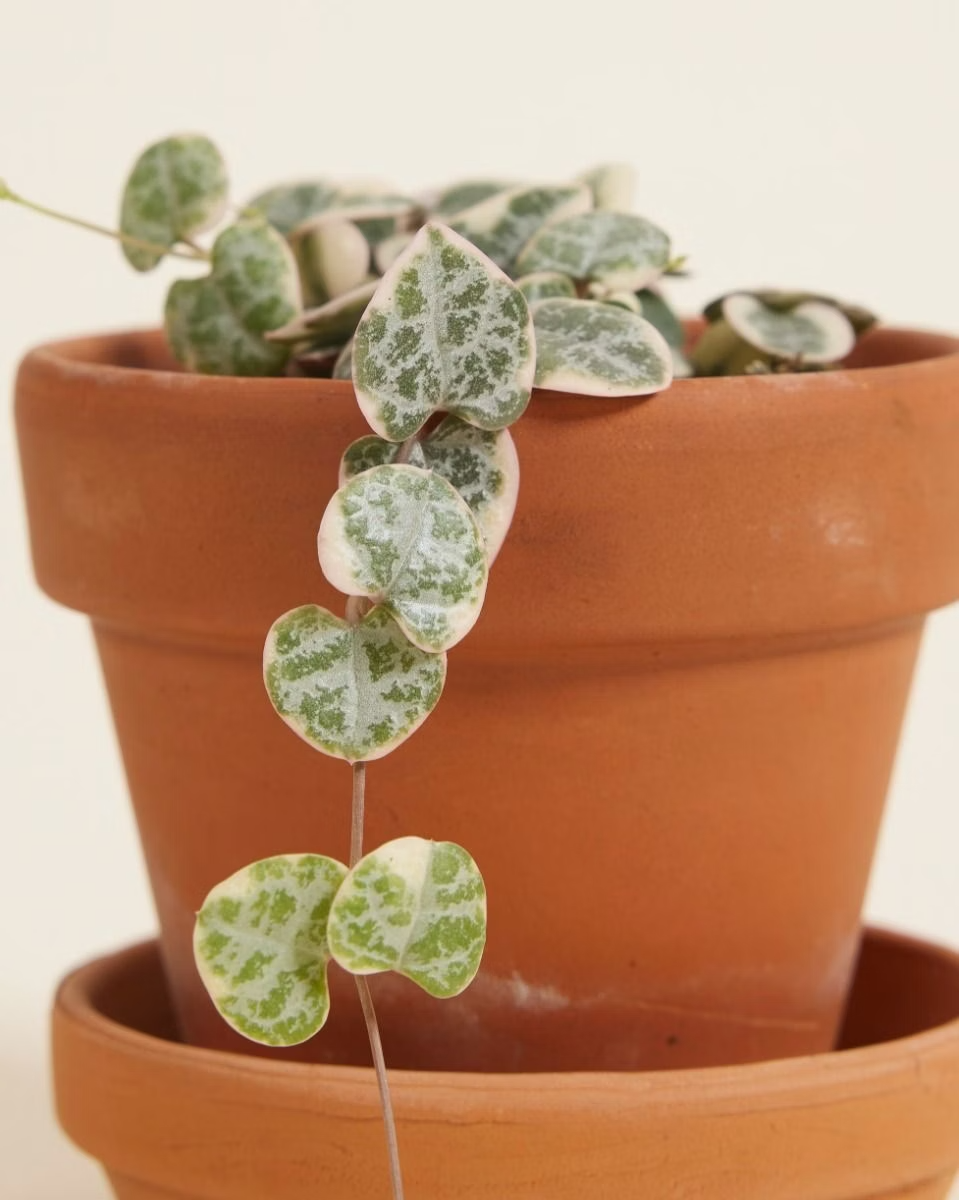 Baby String of Hearts Variegated (Rosary Vine) سلسلة القلوب