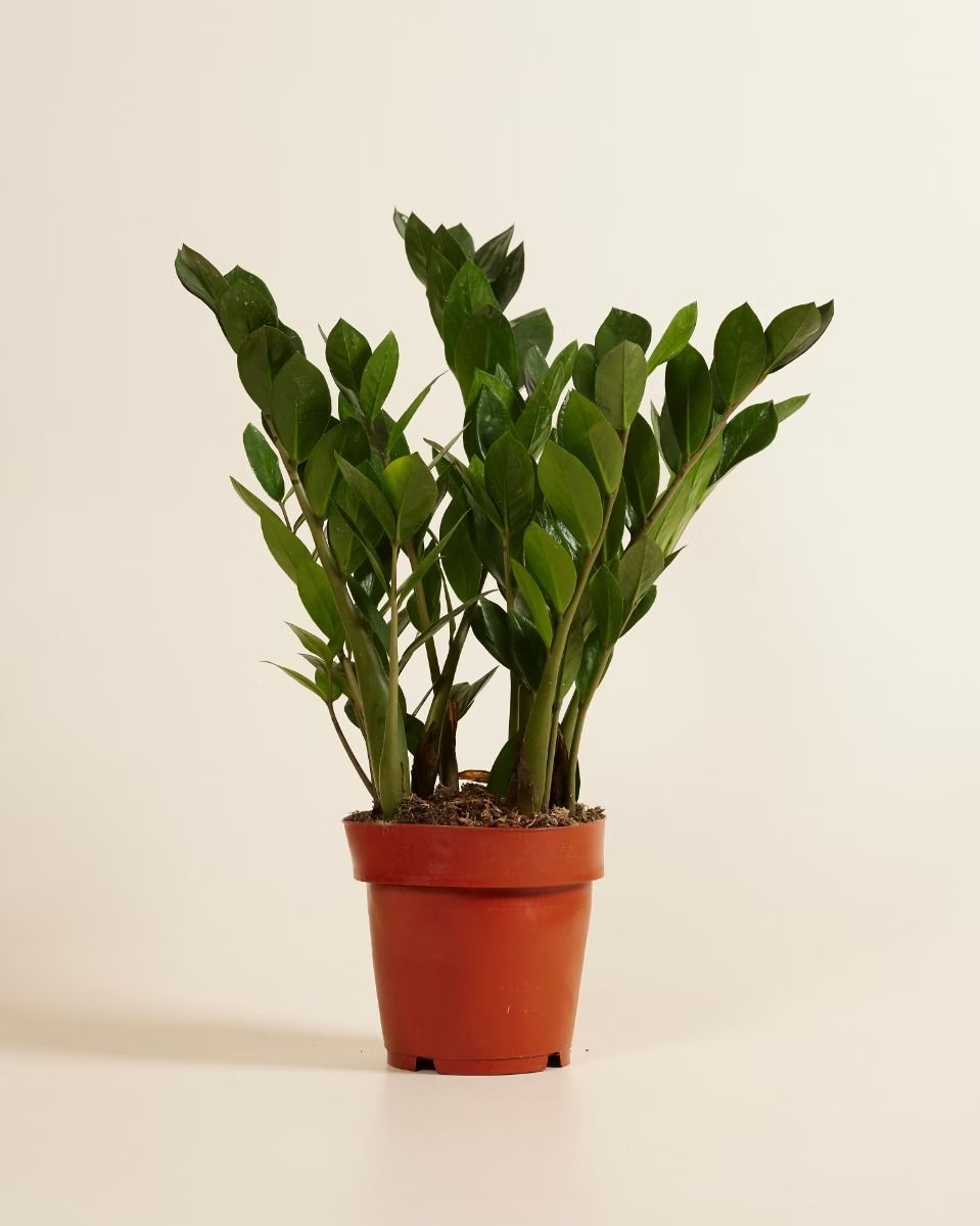 Zamioculcas Zamiifolia - Green ZZ