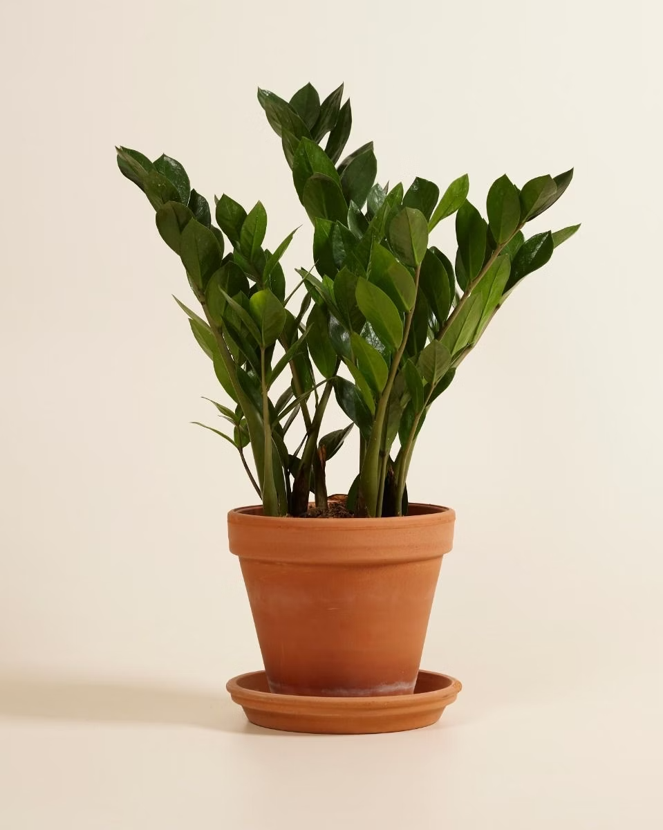 Zamioculcas Zamiifolia - Green ZZ