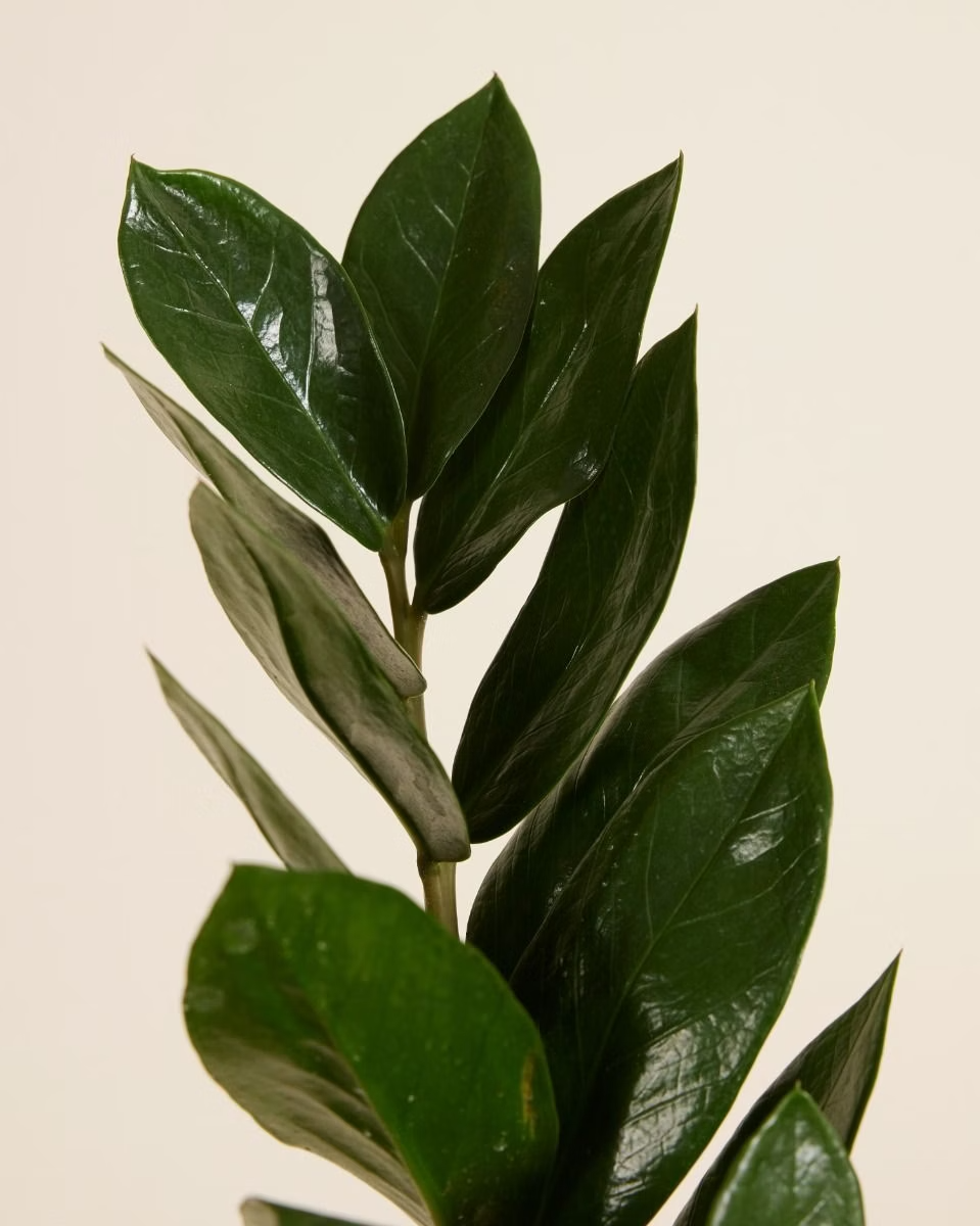 Zamioculcas Zamiifolia - Green ZZ