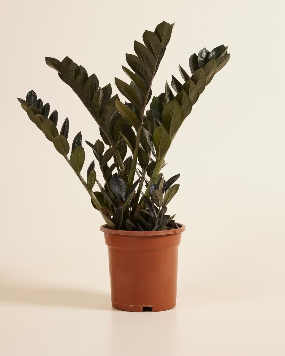 Zamioculcas Zamiifolia Raven (Black ZZ) زاميوفيلّا