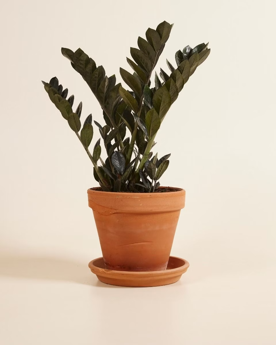 Zamioculcas Zamiifolia Raven (Black ZZ) زاميوفيلّا